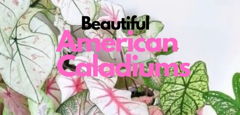 Beautiful Caladium landscaping ideas // planting American CALADIUMS