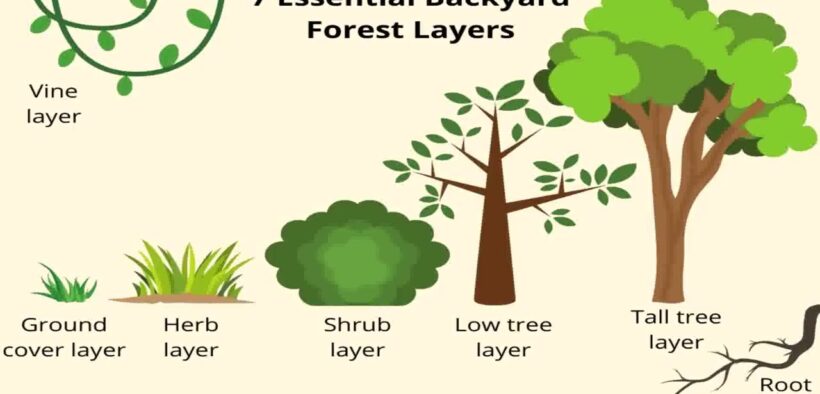 Backyard Landscaping Ideas With Trees