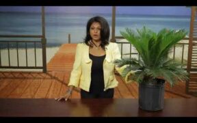 Landscaping Ideas Using Sago Palms