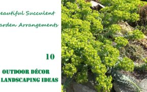 Beautiful Succulent Garden Arrangements | OUTDOOR DECOR & LANDSCAPING IDEAS #10