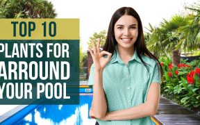 10 Best Plants for around a Pool 🌲 Swimming Pool Landscaping Ideas 👌