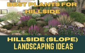 Best Plants For Hillside Landscaping | Slope Area Landscaping Ideas | Front Yard Garden Ideas