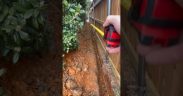 The water MUST GO ! #shorts #drainage #tips #diy #project #work #smart #landscaping #technique