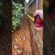 The water MUST GO ! #shorts #drainage #tips #diy #project #work #smart #landscaping #technique