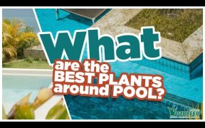 Best Poolside Plants: Create a Stunning Oasis Around Your Pool!