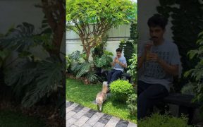 My happy space - mini garden arrangements #ytshorts #garden