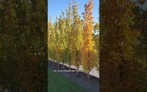 Privacy Trees