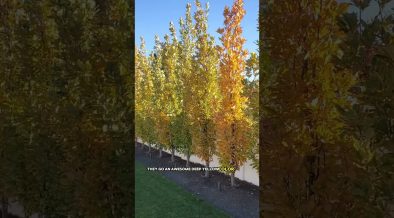 Privacy Trees
