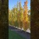 Privacy Trees