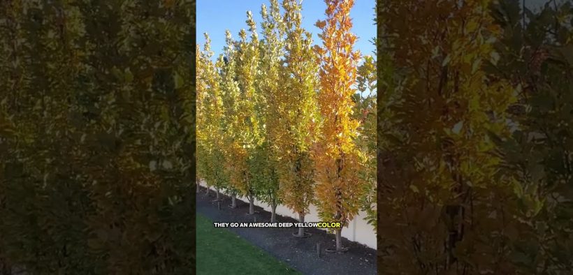 Privacy Trees